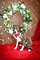 Holiday Photos - Home Free Animal Rescue
