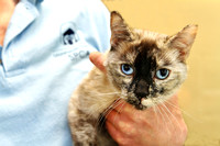 Nala - Adoptable 3 legged Siamese Cat - MCSPCA NJ